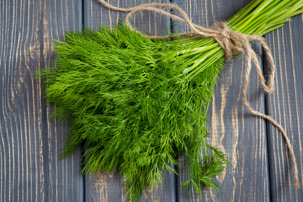 learn-how-to-cook-with-dill-plus-11-dill-recipes-2022-masterclass
