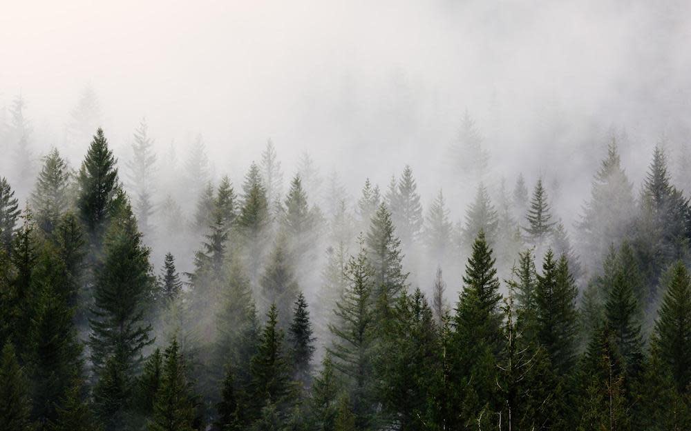 Trees in forest with fog