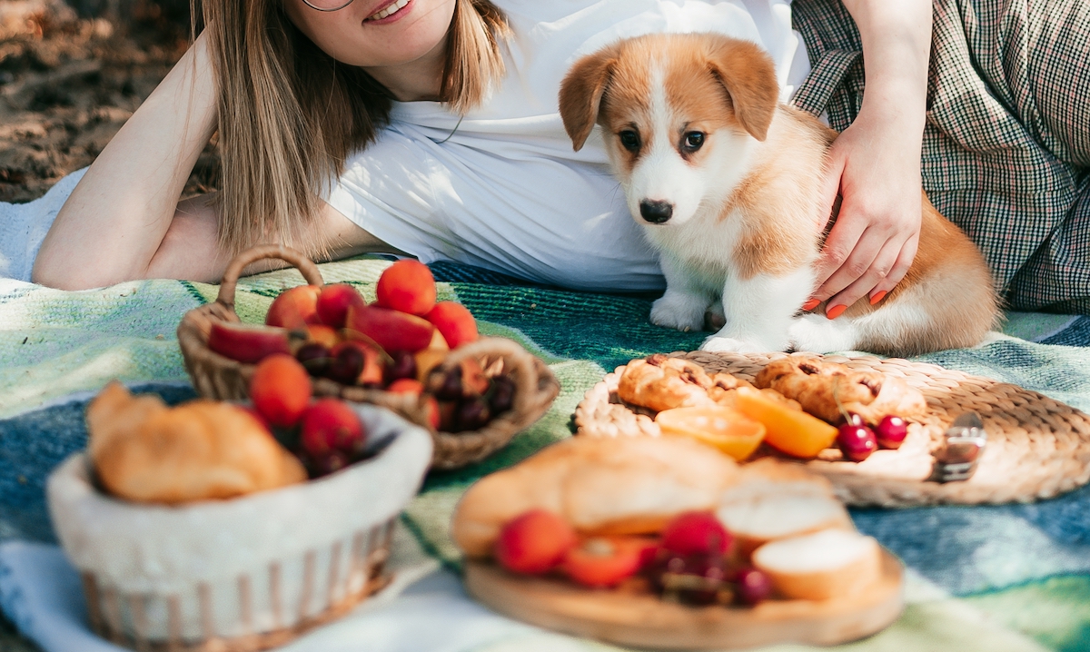 are mulberry leaves safe for dogs