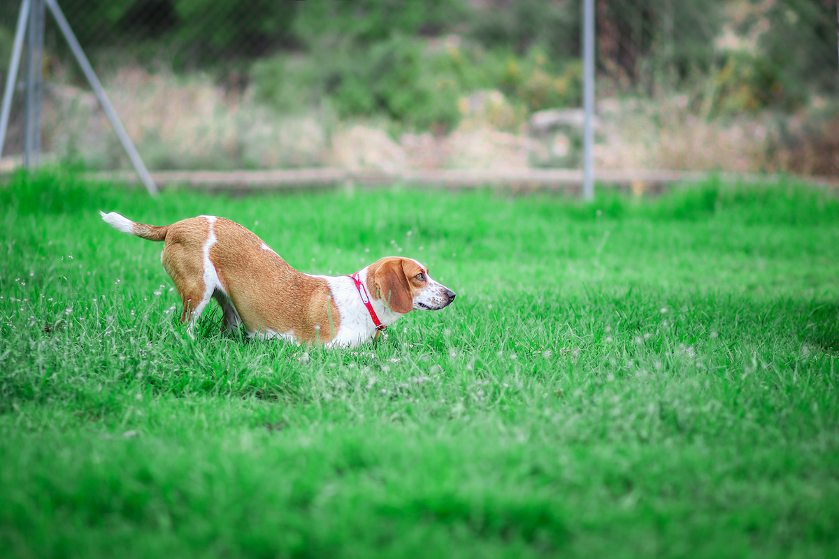 what does it mean when a dog play bows