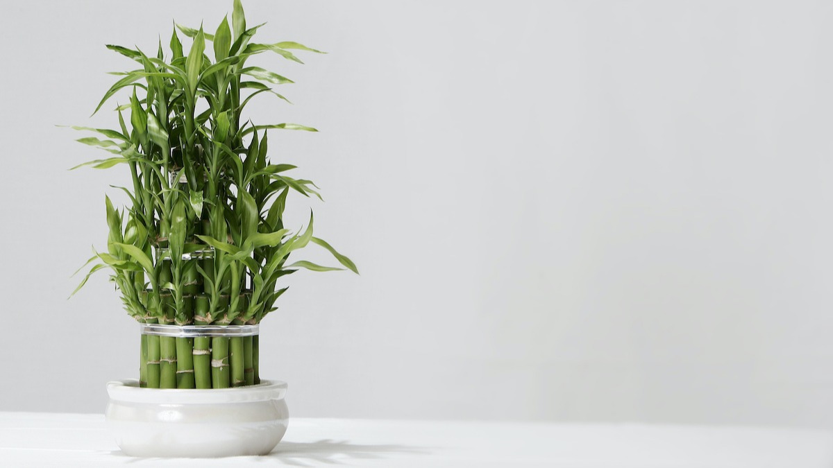 Maintaining bamboo plants indoors
