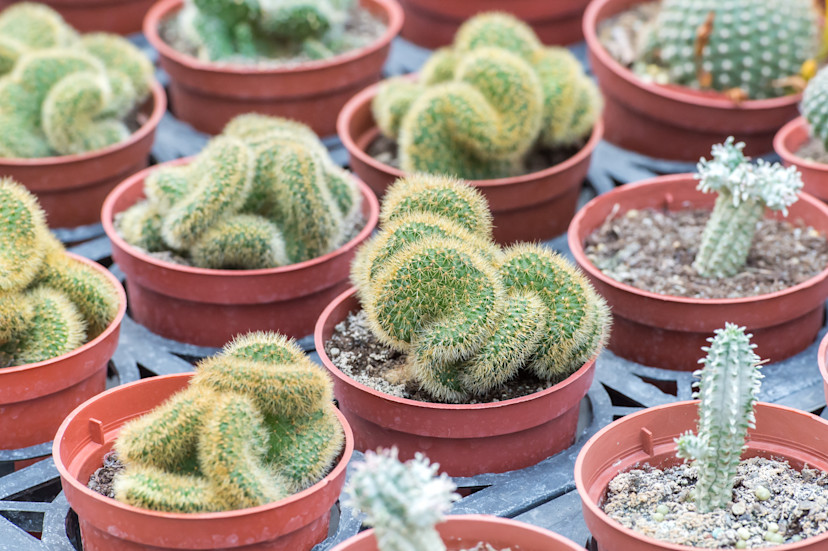 How to Make and Use Cactus Soil Mix - 2026 - MasterClass