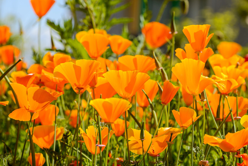 How to Grow and Care for Poppies in Your Garden - 2024 - MasterClass