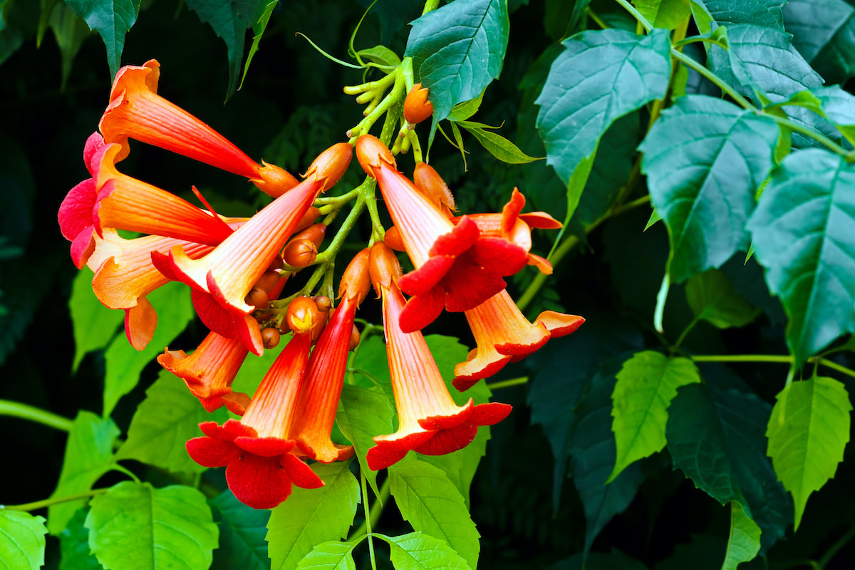 Trumpet Vine Care Guide: How to Grow Trumpet Vine Plants - 2022
