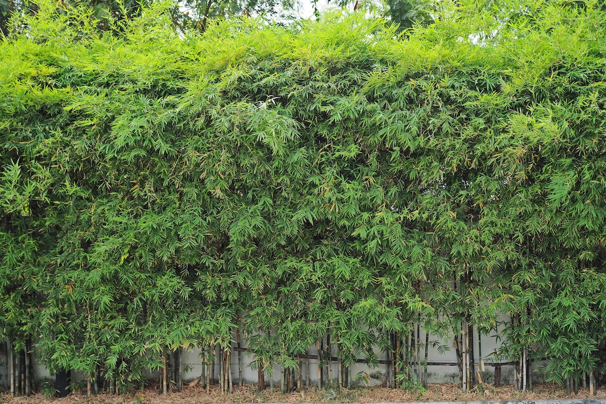 Bamboo Hedge Care Tips: How to Grow a Bamboo Hedge - 2024 - MasterClass