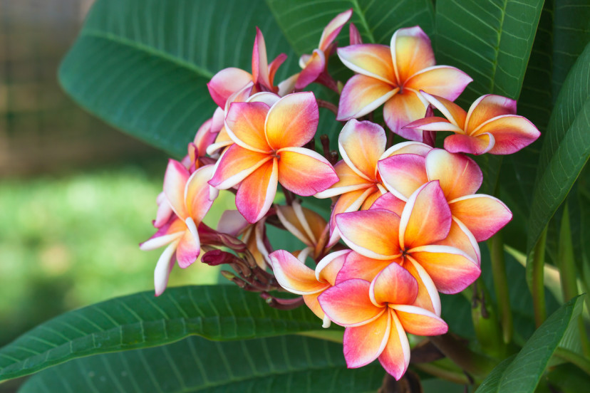 Plumeria Guide: How to Grow and Care for Plumerias - 2024 - MasterClass