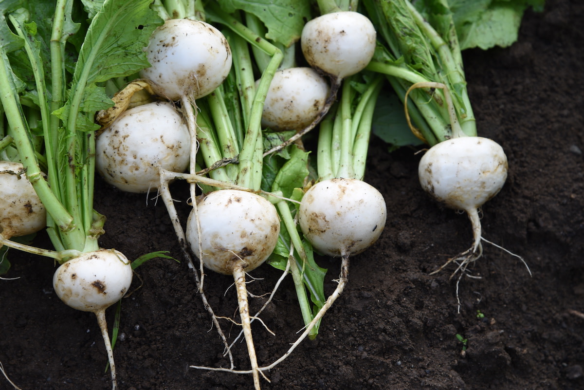 How to Grow Turnips in Your Home Garden 2021 MasterClass