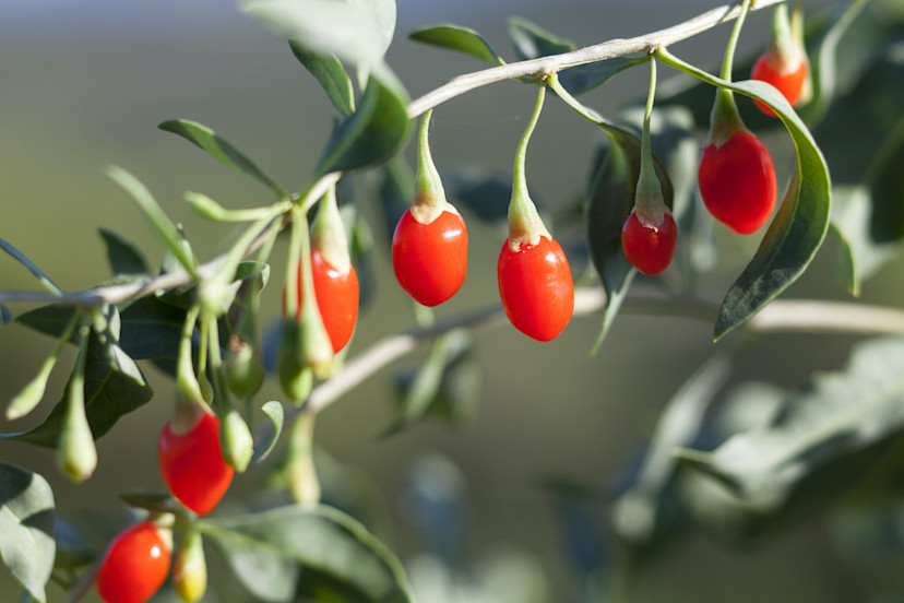 How to Grow Goji Berries in Your Home Garden - 2026 - MasterClass
