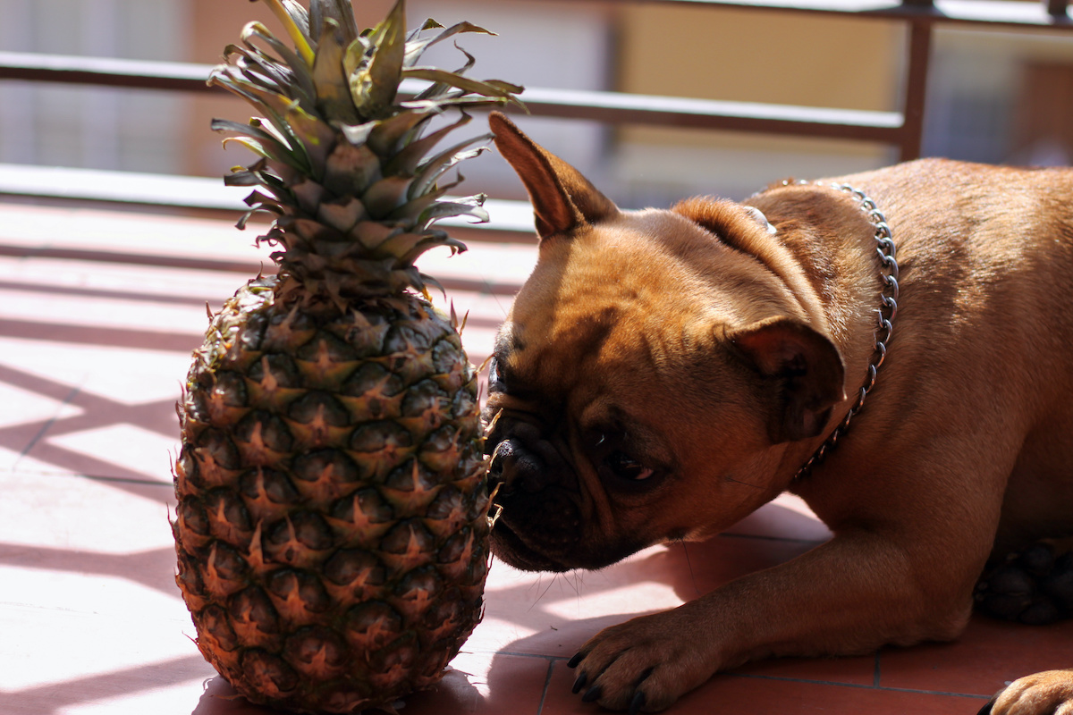 is canned pineapple bad for dogs