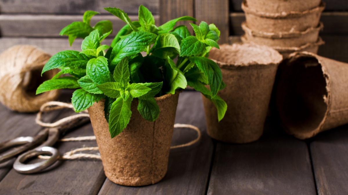 how to plant mint: growing mint (mentha) at home - 2022 - masterclass