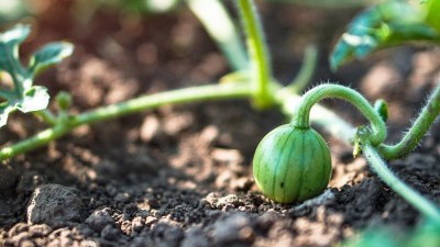 watermelon-companion-planting-guide