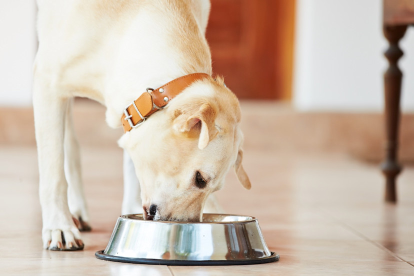 Can Dogs Eat Sesame Seeds? 2024 MasterClass