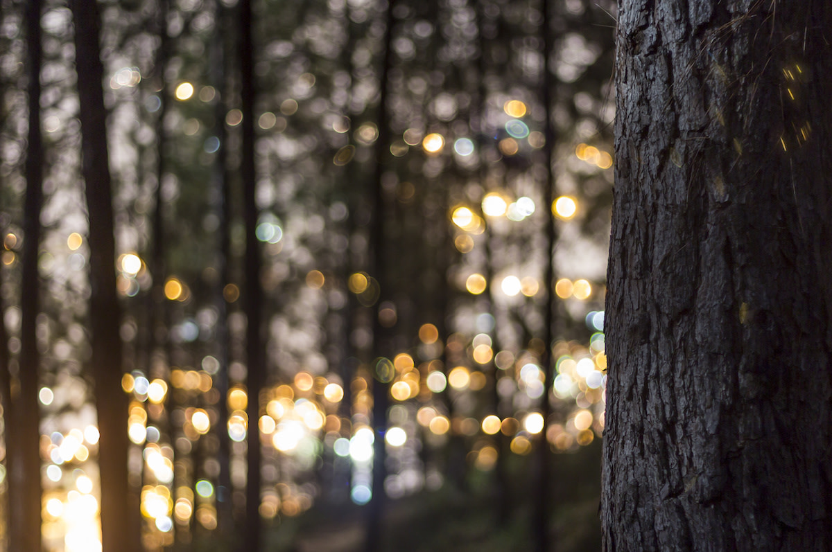 bokeh photography technique through the trees