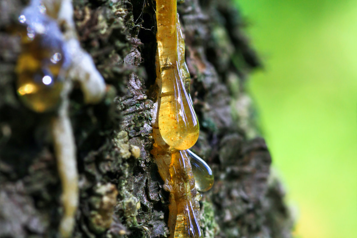 Pine Sap/Pitch/Resin-FRESH!! White Pine Resin - Apothecary's Garden