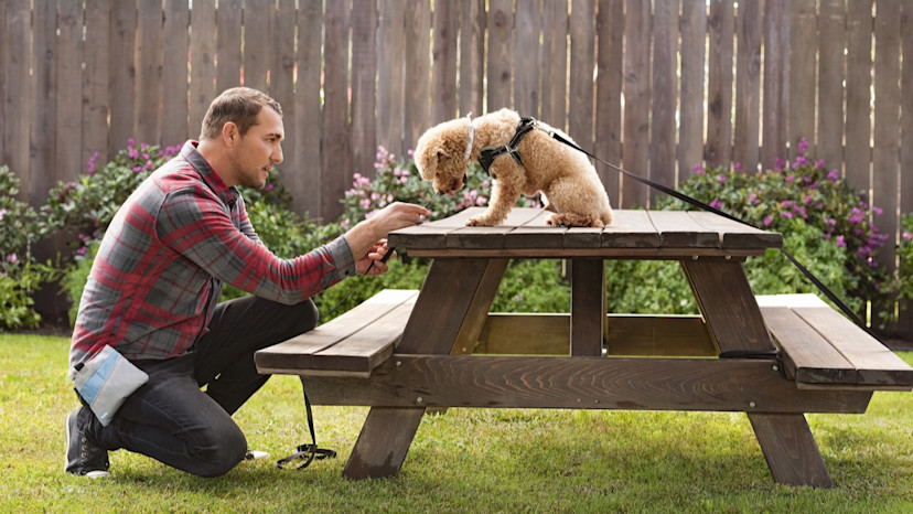Brandon McMillan’s 10 Essential Dog Training Tools - 2026 - MasterClass