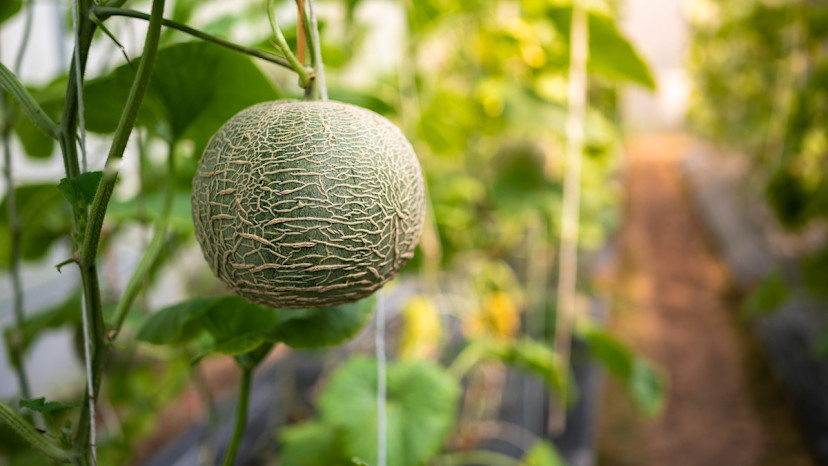 How to Grow Cantaloupe: 5 Cantaloupe Care Tips - 2024 - MasterClass