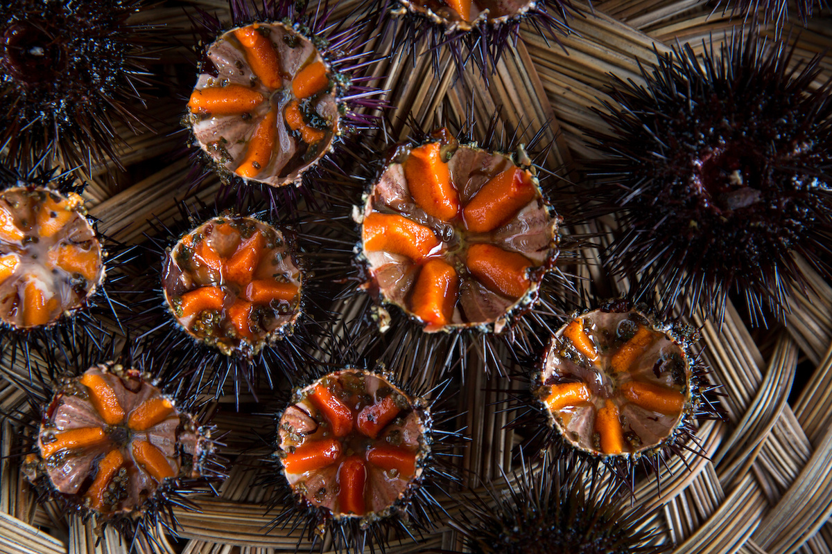 How Sea Urchin (Uni) Is Processed Commercially — How to Make It 