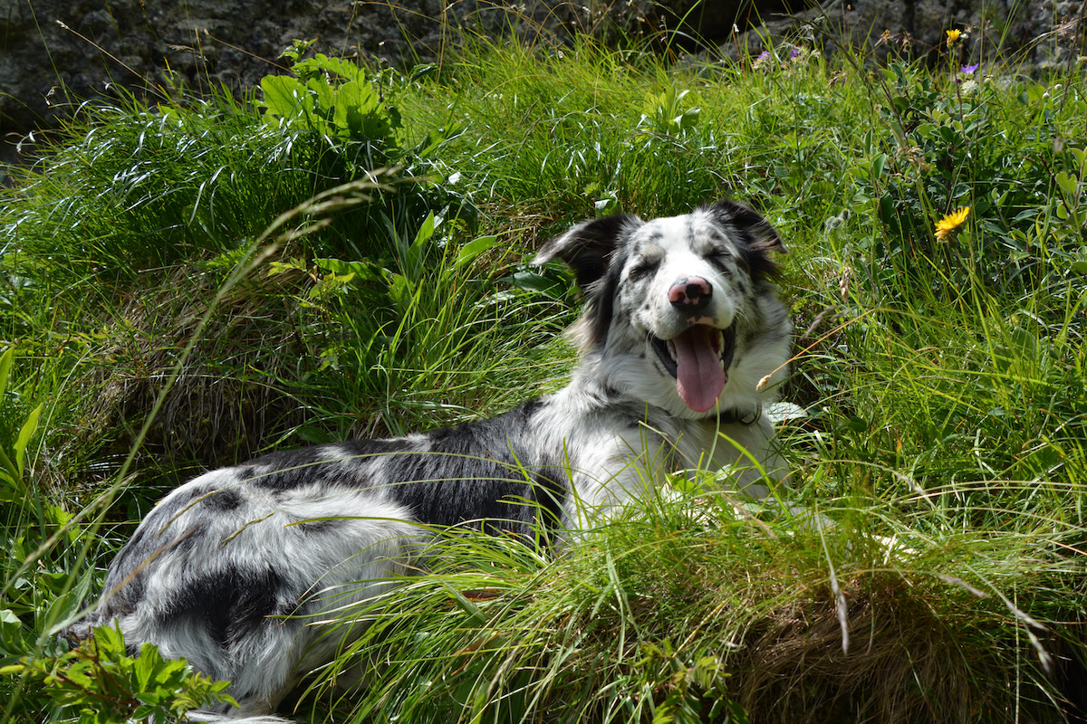 Is Sage Safe for Dogs? How to Feed Sage to Dogs Safely - 2024 - MasterClass