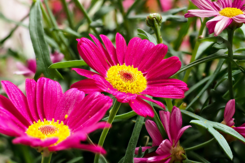 Painted Daisies Care Guide: How to Grow Painted Daisies - 2024 ...