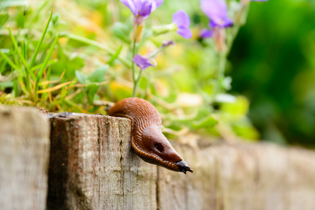 How To Remove And Prevent Slugs In The Garden 2024 MasterClass   AdobeStock 110555854 