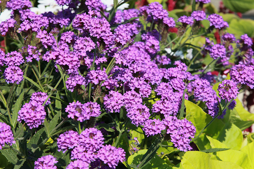 Verbena Rigida Care Tips How to Grow Verbena Rigida 2024 MasterClass