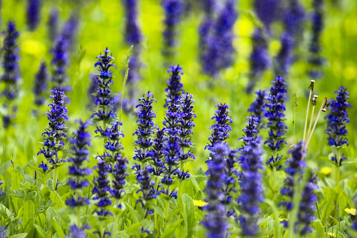 Ajuga Plant Guide How To Plant And Care For Ajuga 2022 Masterclass