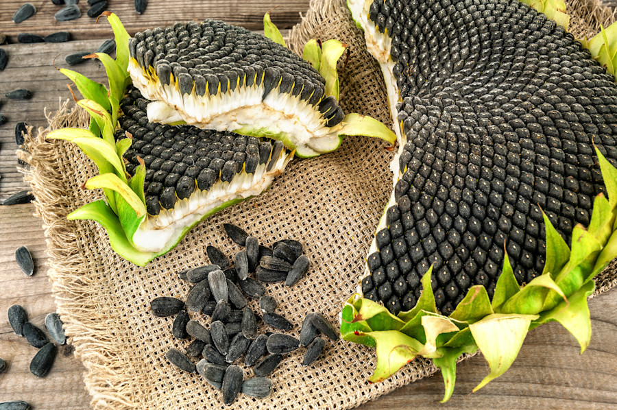 Include sunflower seeds in your diet, the risk of cancer is low, know its amazing benefits