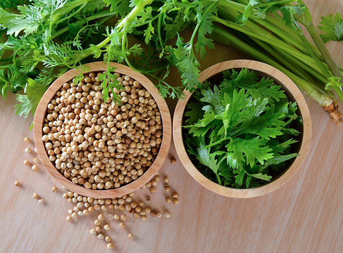 Cilantro vs. Coriander What's the Difference Between Cilantro and