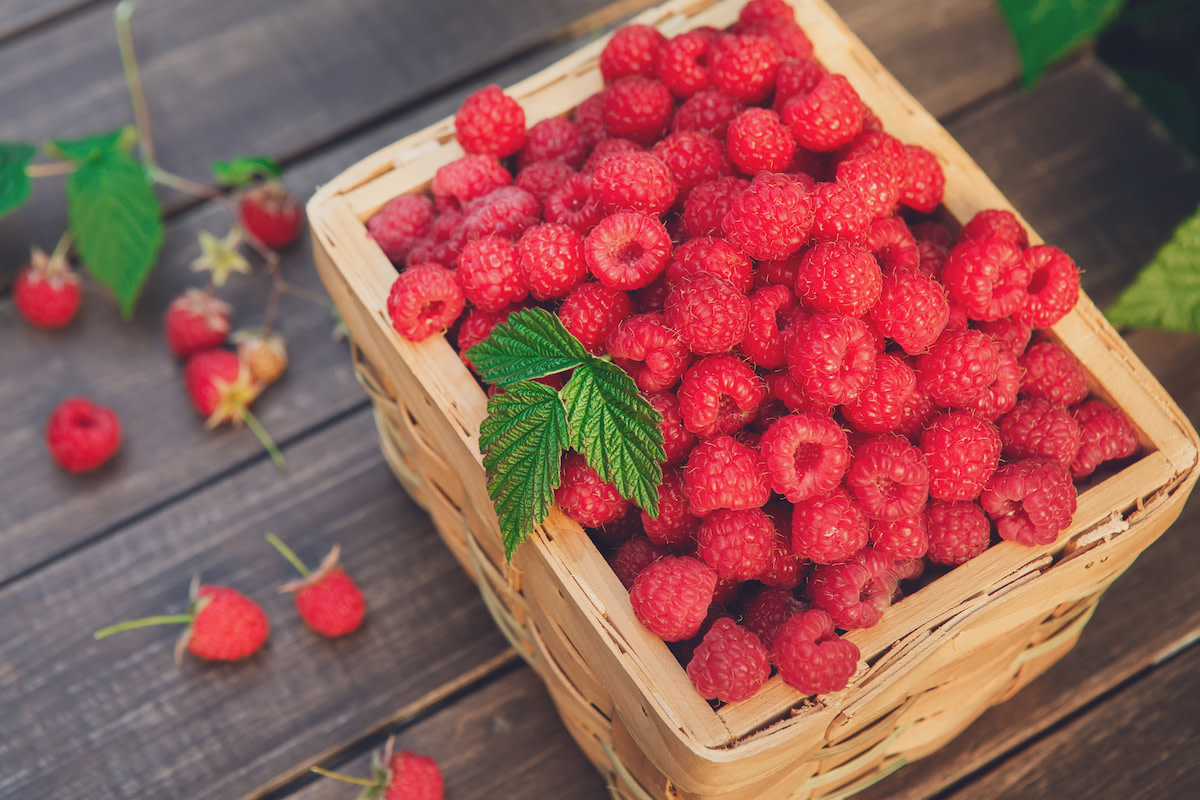 Raspberry Companion Planting What to Grow With Raspberries 2022