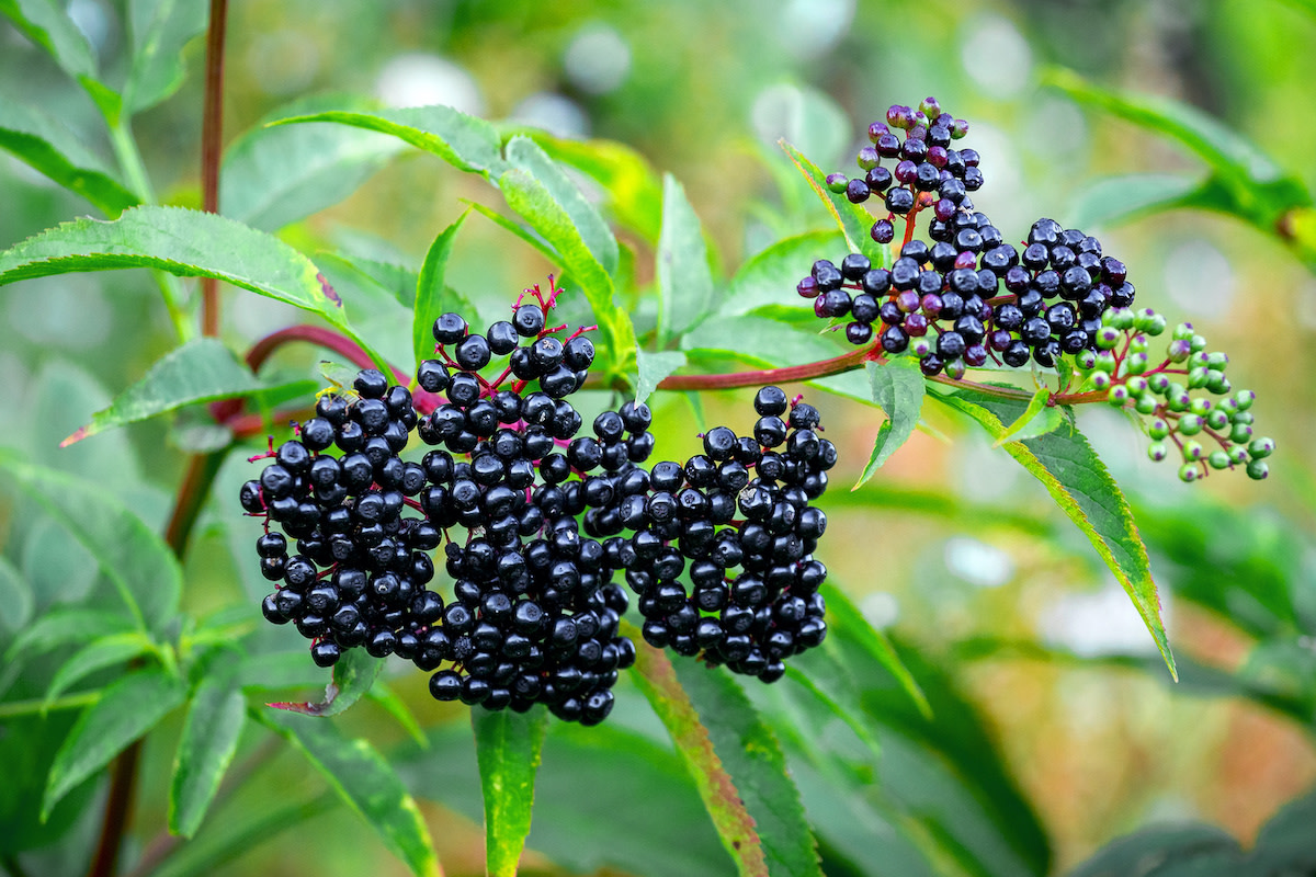 how-to-forage-in-the-wild-and-identify-edible-plants-2022-masterclass