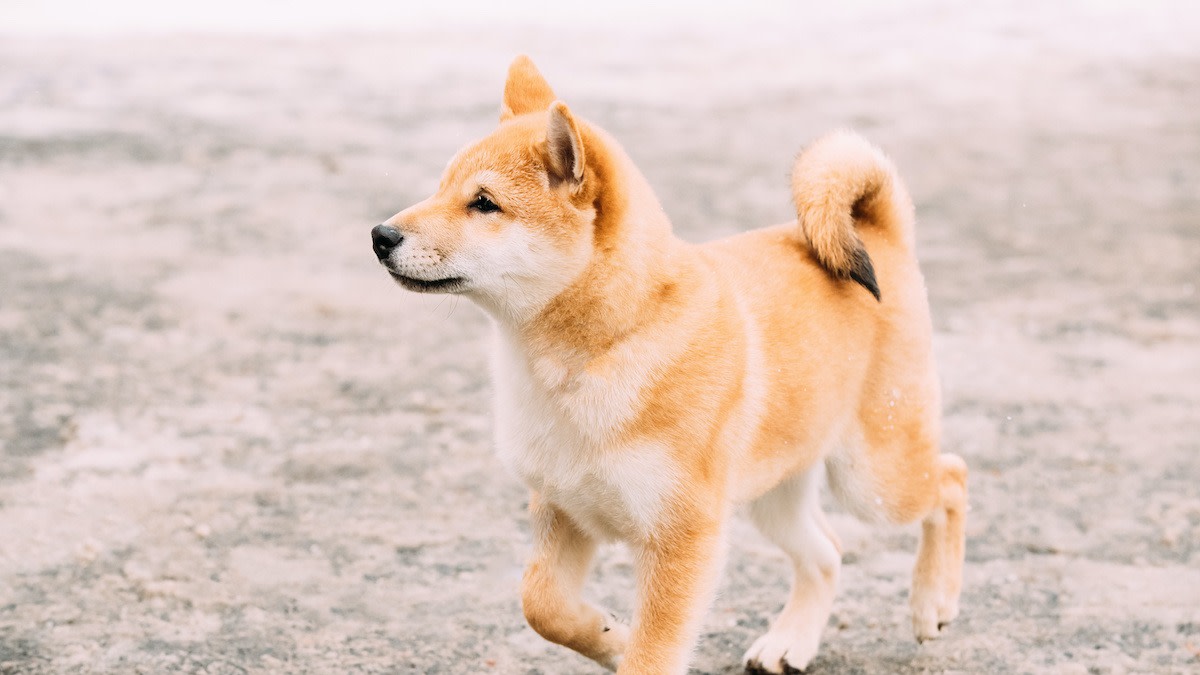 are shibas good first dogs