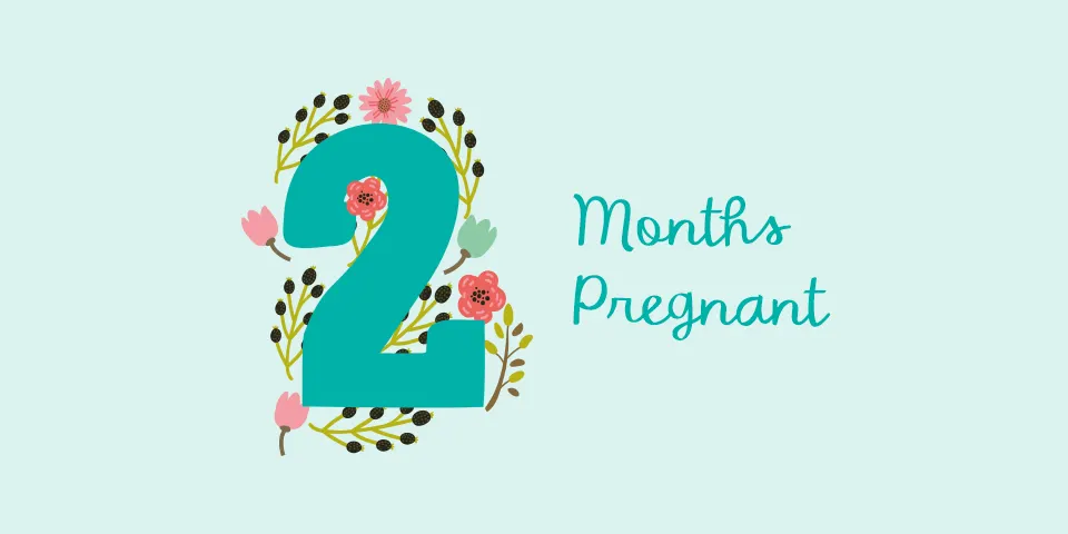 2 Months Pregnant: Symptoms and Foetal Development | Pampers UK