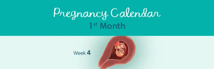 1 Month Pregnant