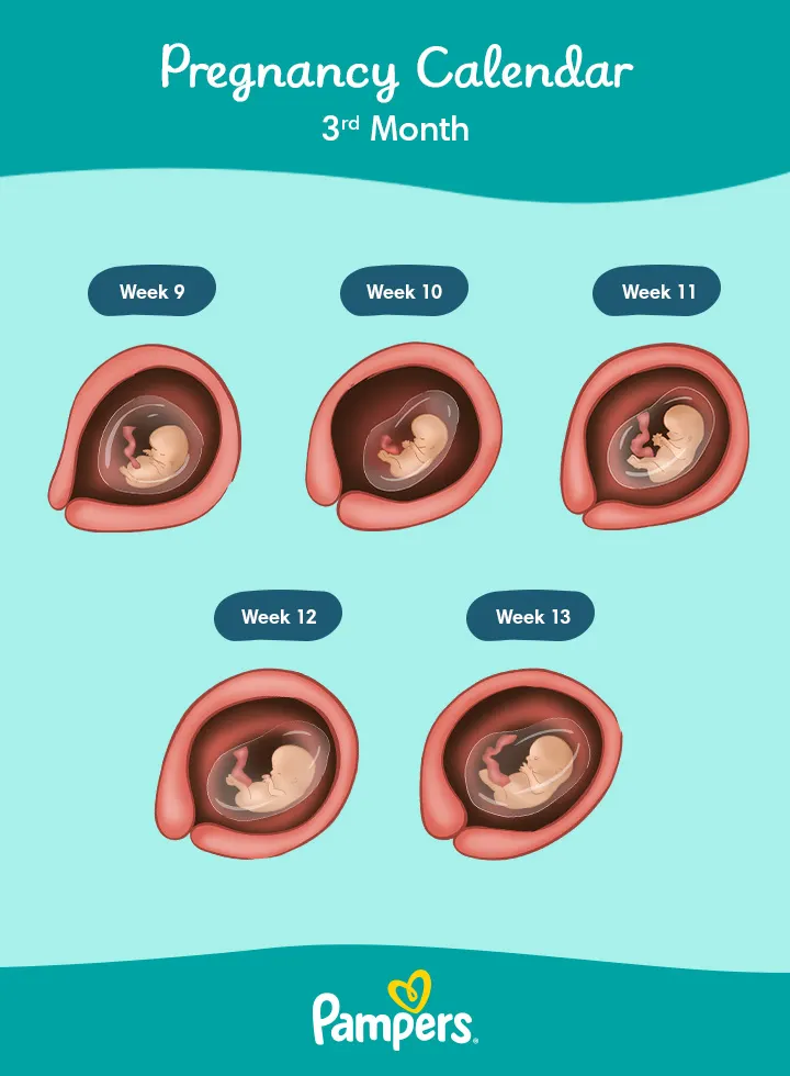 3 Months Pregnant: Symptoms and Foetal Development | Pampers UK