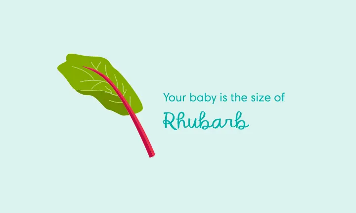 Your baby is the size of	rhubarb