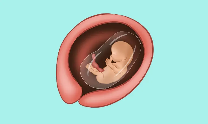 What a foetus at 14 weeks pregnant looks like