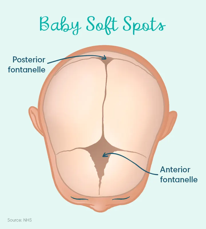 baby soft spots