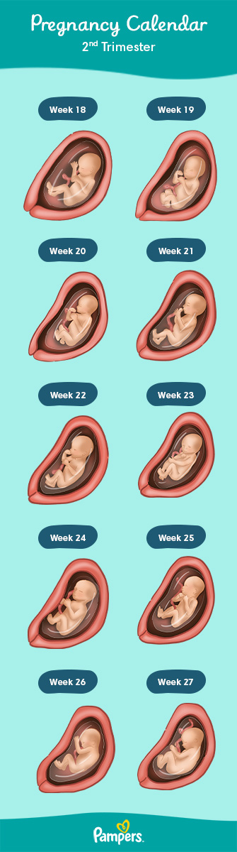 Second trimester: Physical changes and common discomforts