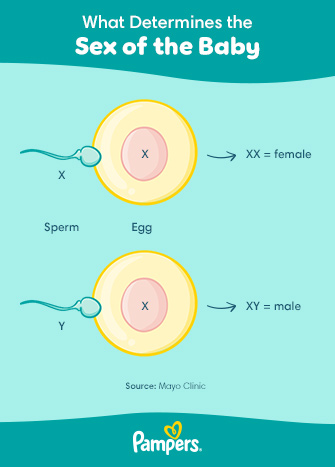 What Determines the Sex of a Baby  Pampers UK 