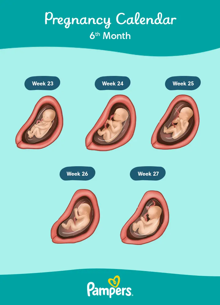 6 Months Pregnant: Symptoms and Foetal Development | Pampers UK