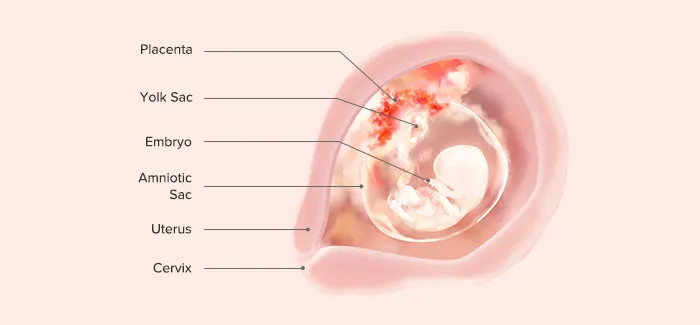 Foetus at 9 weeks pregnant