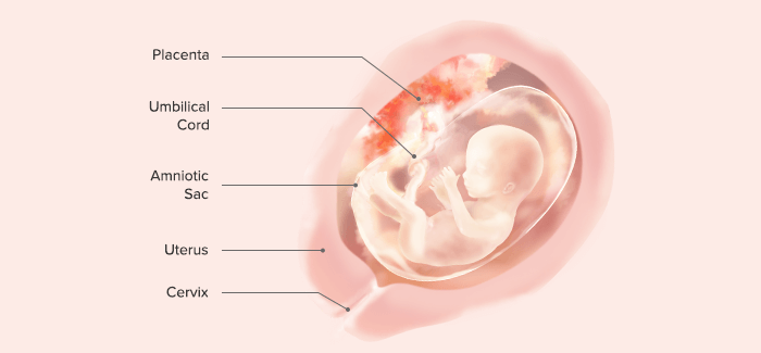 16 Weeks Pregnant Symptoms And Baby Development Pampers 16 Weeks Pregnant Symptoms And Baby Development Pampers
