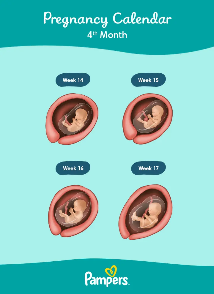 4 Months Pregnant: Symptoms and Foetal Development | Pampers UK