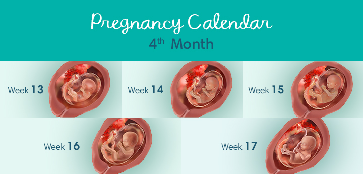 4 Months Pregnant Symptoms And Foetal Development Pampers Uk