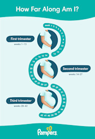 Early Pregnancy Symptoms Timeline