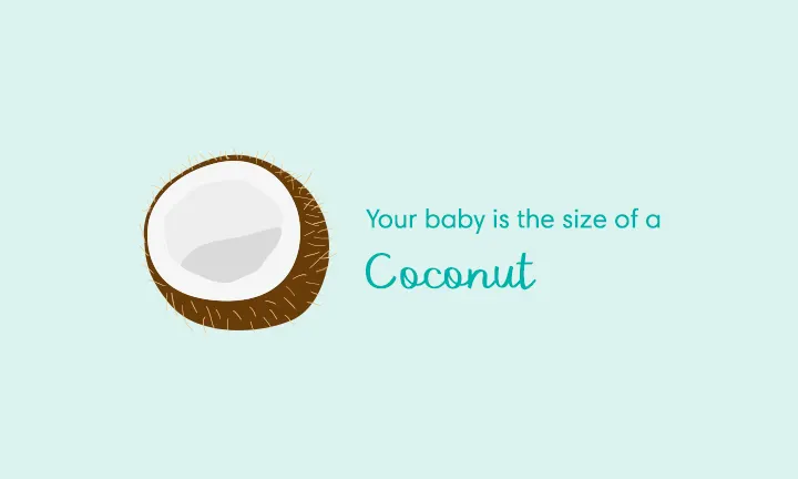Your baby is the size of a coconut