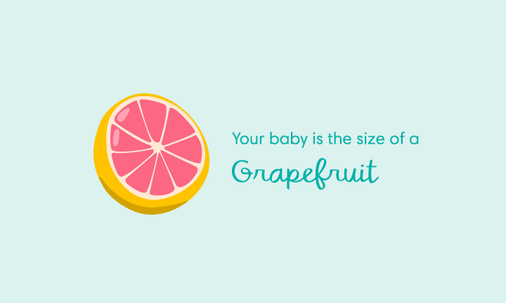 Your baby is the size of a grapefruit