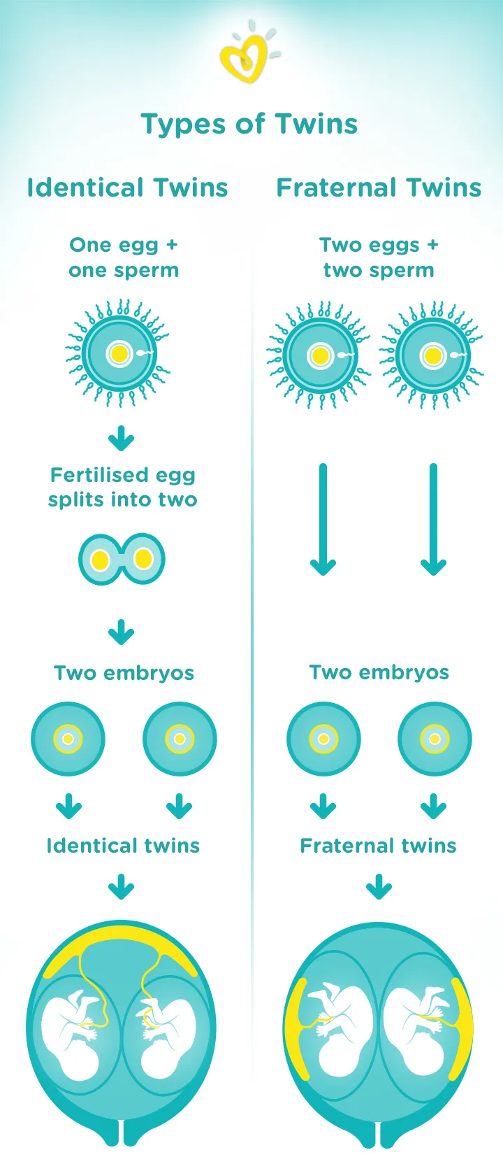 Types of Twins – identical vs fraternal