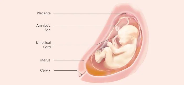 27 weeks pregnant