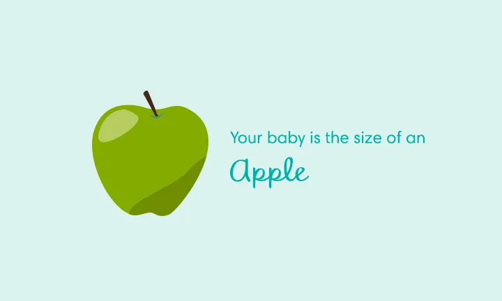 Your baby is the size of an apple